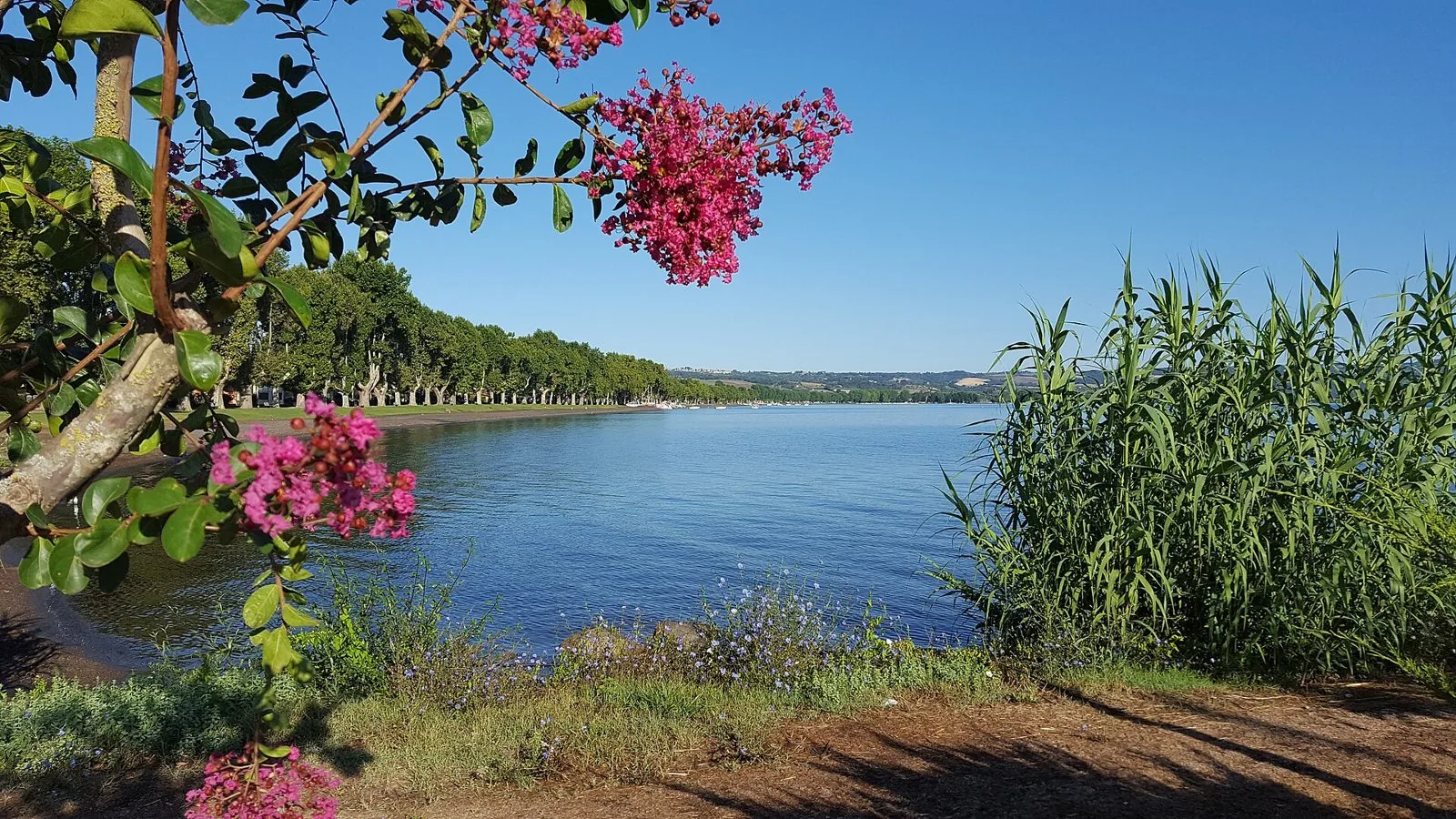 Il lungolago alberato di Capodimonte sul lago di Bolsena, con fiori rosa in primo piano e canneto sulla destra